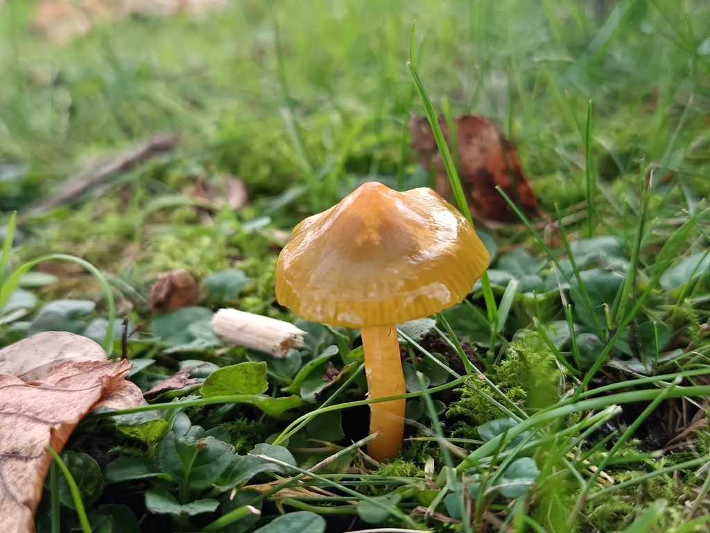 Gliophorus psittacinus · November 2025 · photo: © unseelie (iNaturalist, cc-by)