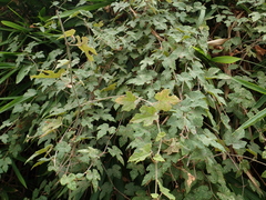 Vitis thunbergii