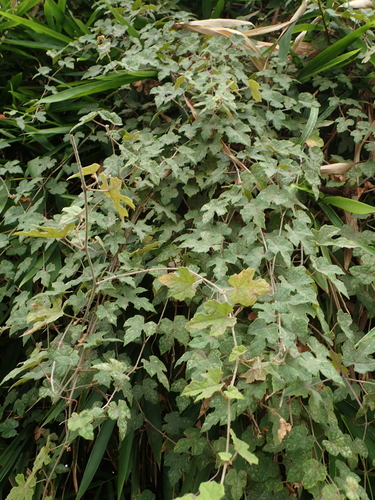 Image of Vitis thunbergii by no rights reserved