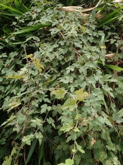 Vitis thunbergii