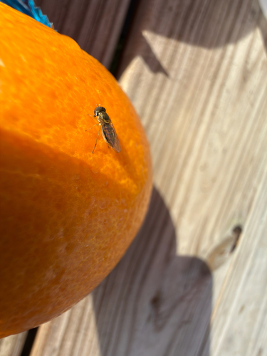 Unknown species found near W Ford Springs Rd, Bentonville, AR, US