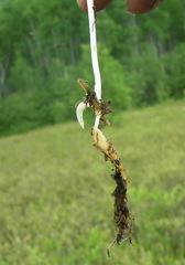 Platanthera tipuloides