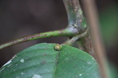 Gergithus complicatus