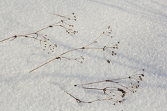 Bupleurum multinerve