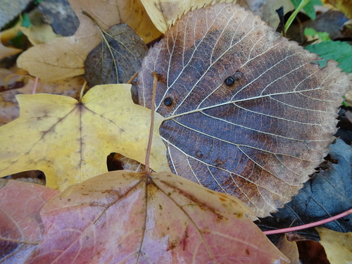 Unknown species found near East River Parkway, Mississippi River, Minneapolis, MN, USA