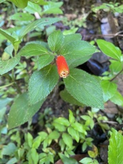 Kohleria tubiflora, photograph author not stated, no rights reserved