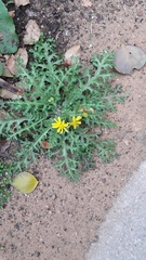 Senecio