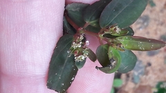 Euphorbia hypericifolia