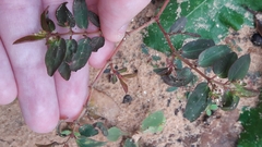 Euphorbia hypericifolia