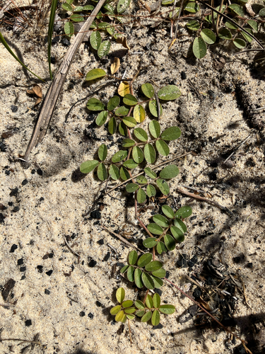 sandhill tippetoes (Tephrosia mysteriosa)