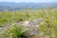 Costularia natalensis