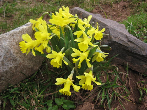 Lesser Daffodil (Narcissus jacetanus)