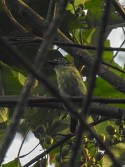 Pogoniulus scolopaceus