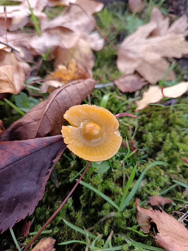 Gliophorus psittacinus · November 2025 · photo: © unseelie (iNaturalist, cc-by)
