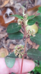 Euphorbia hypericifolia