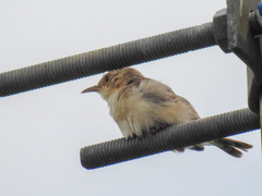 Cisticola brachypterus