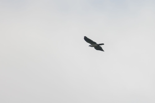 White-collared Kite (Leptodon forbesi), photo 3