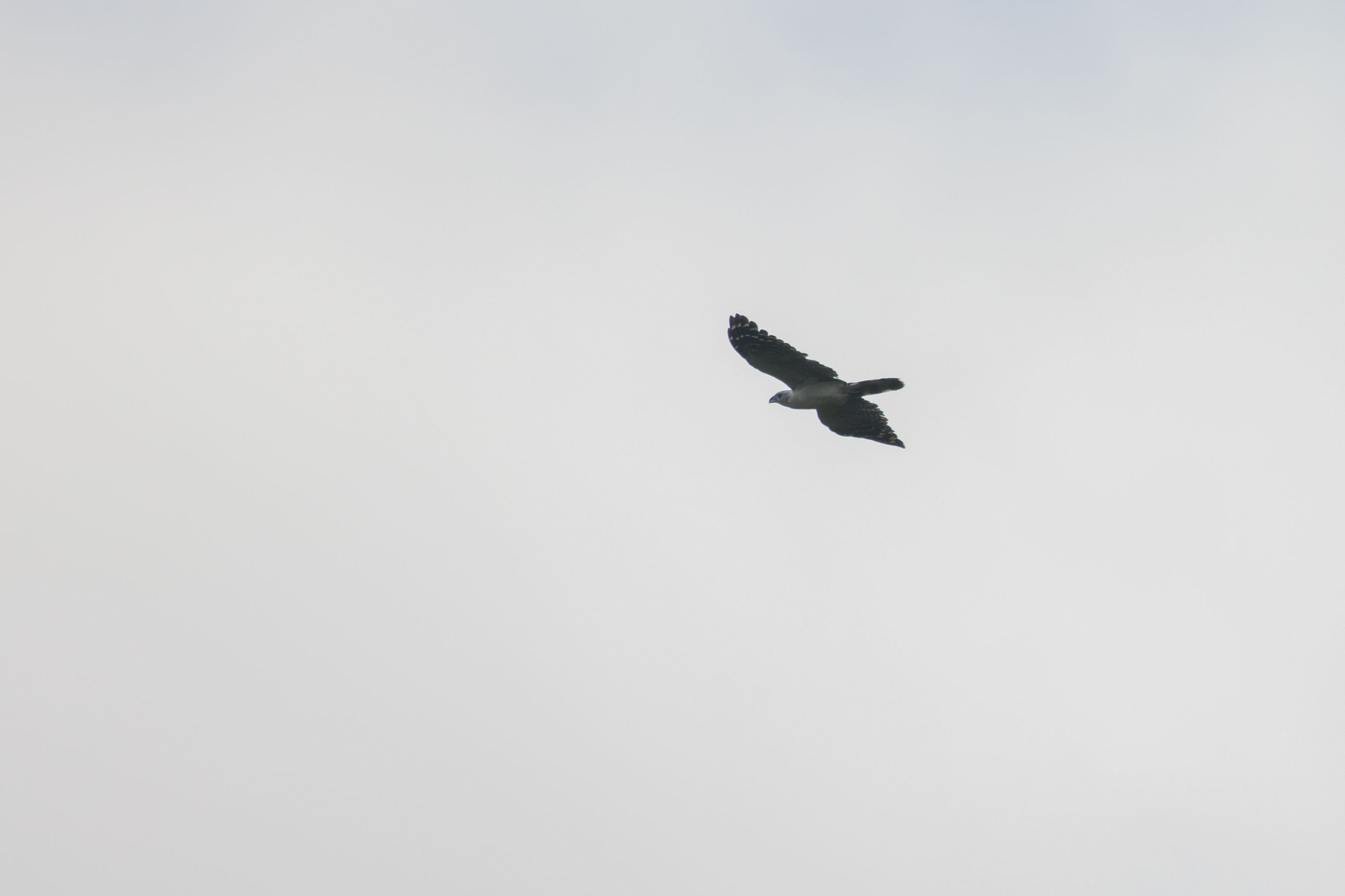 White-collared Kite (Leptodon forbesi), photo 3