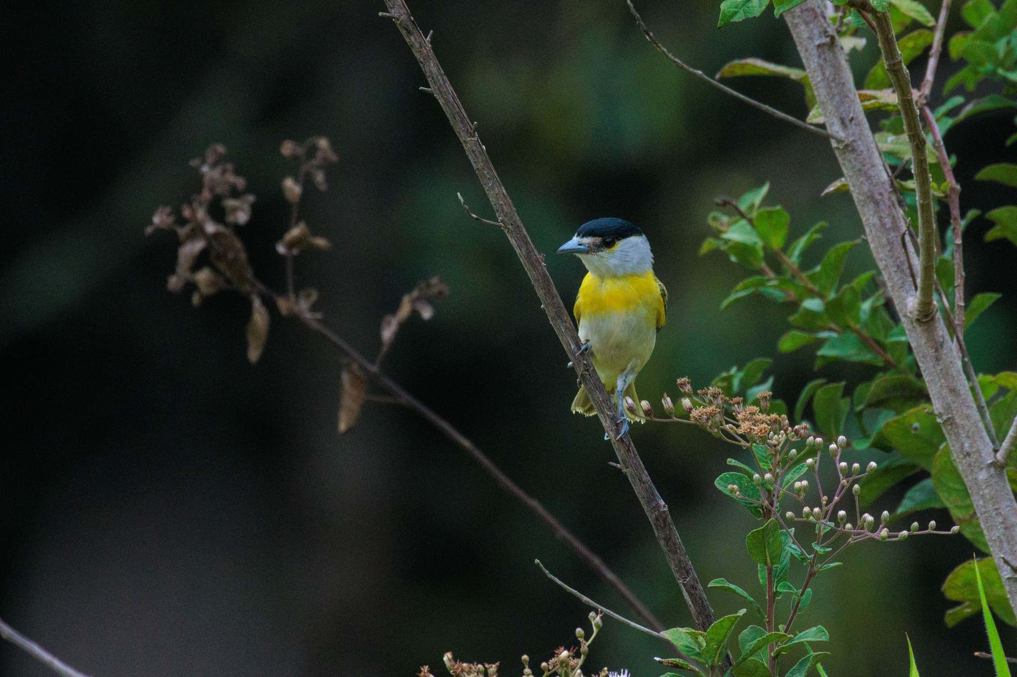 Green-backed Becard (Pachyramphus viridis), photo 9