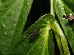 Teleopsis quadriguttata