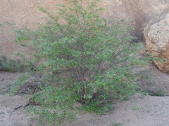 Grewia flavescens