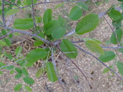 Grewia flavescens