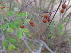 Grewia flavescens
