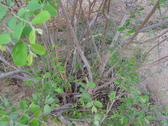 Grewia flavescens