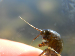 Gammarus oceanicus