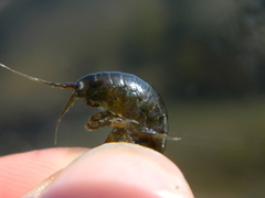 Gammarus oceanicus