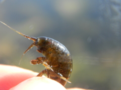 Gammarus oceanicus
