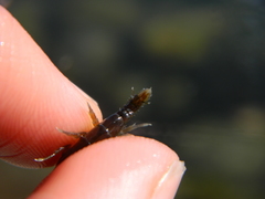 Gammarus oceanicus