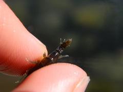 Gammarus oceanicus
