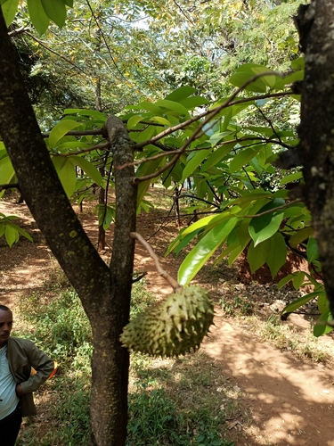 Soursop