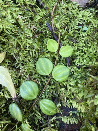 Peperomia quadrangularis (Peperomia quadrangularis)