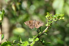Ephyriades
