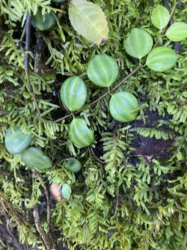 Peperomia quadrangularis, photograph 5