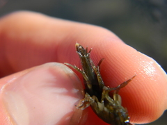 Gammarus oceanicus