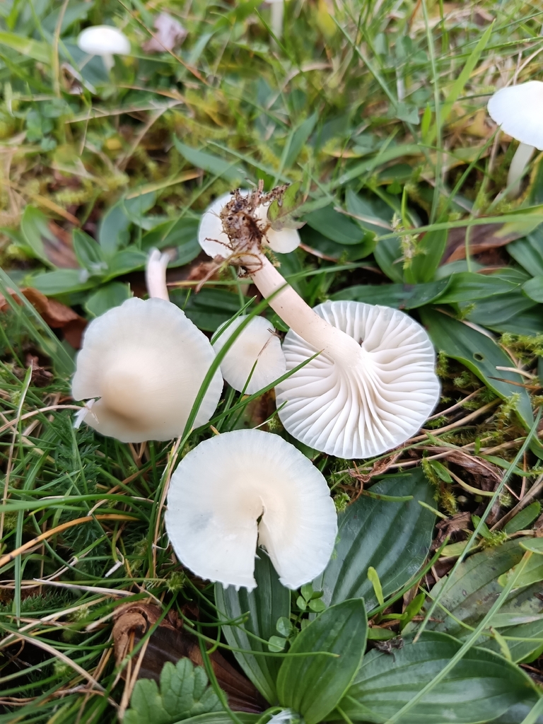 Cuphophyllus virgineus · November 2025 · photo: © unseelie (iNaturalist, cc-by)