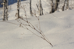 Bupleurum multinerve