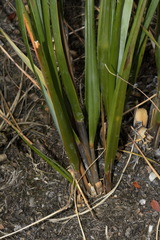 Chionochloa
