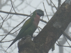 Psittacula alexandri fasciata