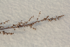 Artemisia gmelinii