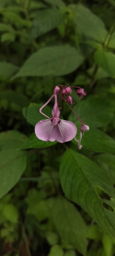 Spotted Balsam (Impatiens maculata)