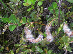Salix fuscescens