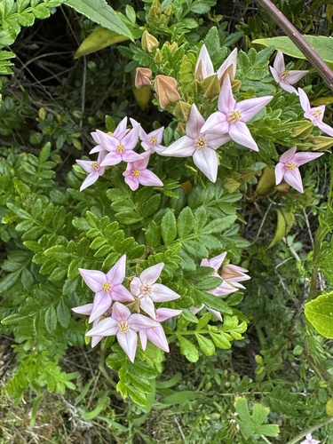 Boronia alata, photograph 5