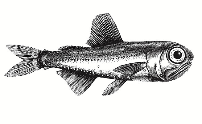 Carlsberg's Lanternfish
