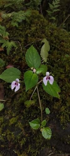 Elegant Balsam (Impatiens elegans)