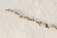 Campanula bononiensis