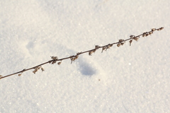 Campanula bononiensis